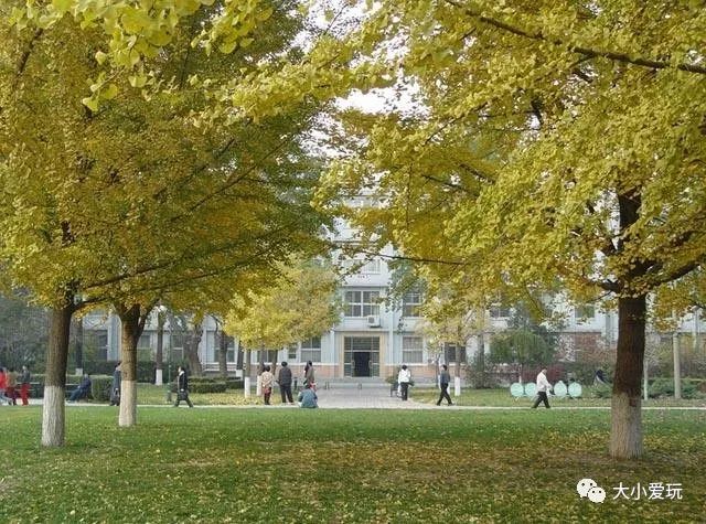 银杏北京打卡地,北京十大银杏观赏地图