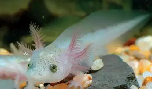 很奇怪的鱼就是六角恐龙鱼吗,罕见长着六个角的怪鱼