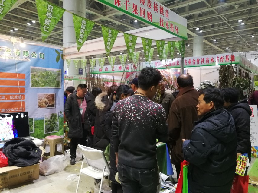 冠核核桃苗多少钱一棵,冠核核桃苗