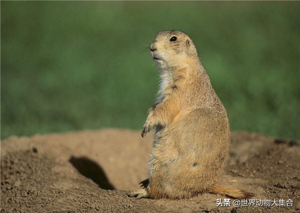 抖音中的土拨鼠视频,抖音土拨鼠是谁