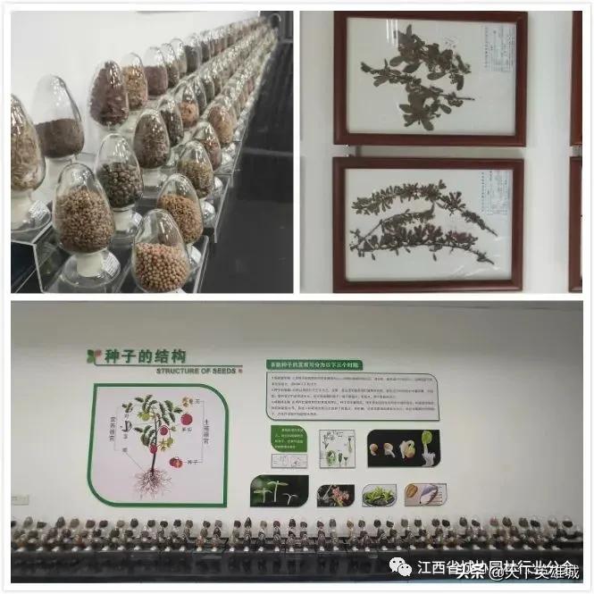 南昌植物博物馆,景区植物科普馆