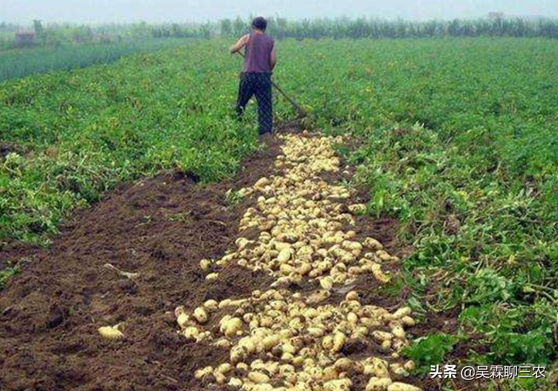 入窖后温度变化及应对,粮食入窖温度高低有什么作用