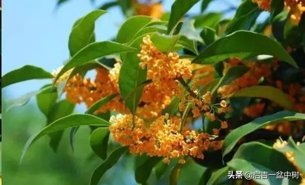 桂花换盆后叶子干枯怎么急救,桂花叶子都掉光了枝干枯怎么办