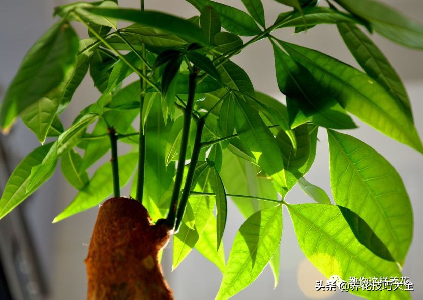 君子兰小白虫用什么家庭药处理,养了20多年的君子兰烂心了