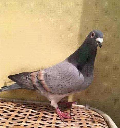 信鸽很瘦要怎么调理,鸽子越养越瘦要吃什么饲料