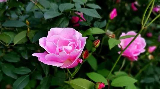 太原迎泽公园3月份看花,迎泽公园看花