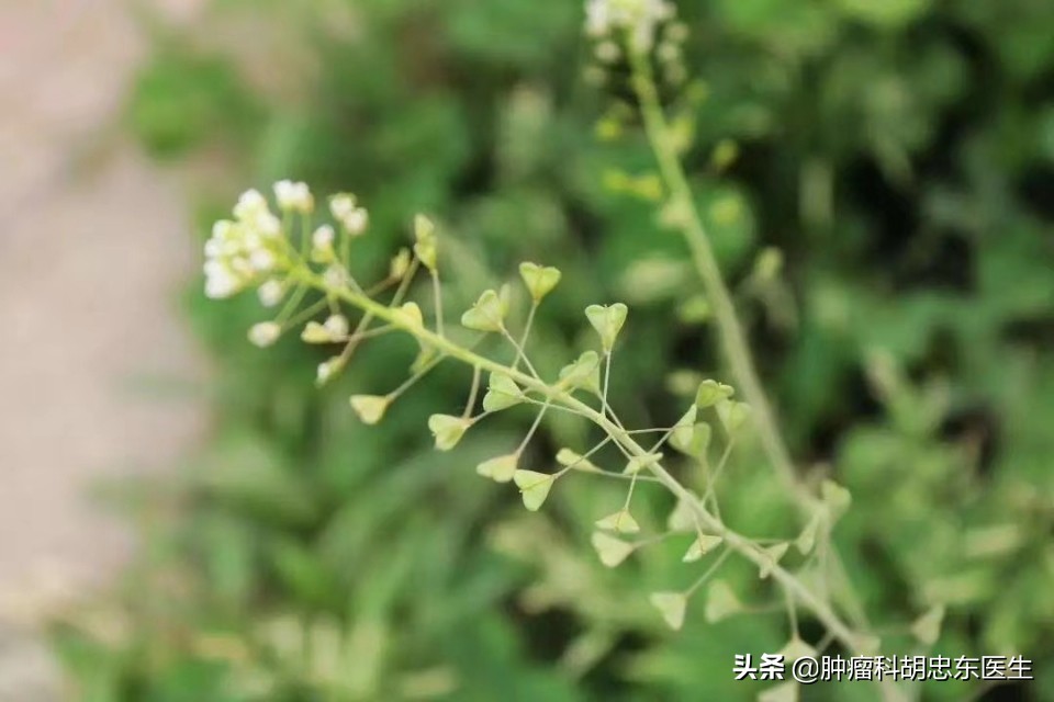荠菜煮鸡蛋你吃了吗,荠菜煮鸡蛋吃了好不好
