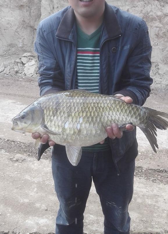 钓友钓到超大黄条鰤,顺德东平河钓白鲢