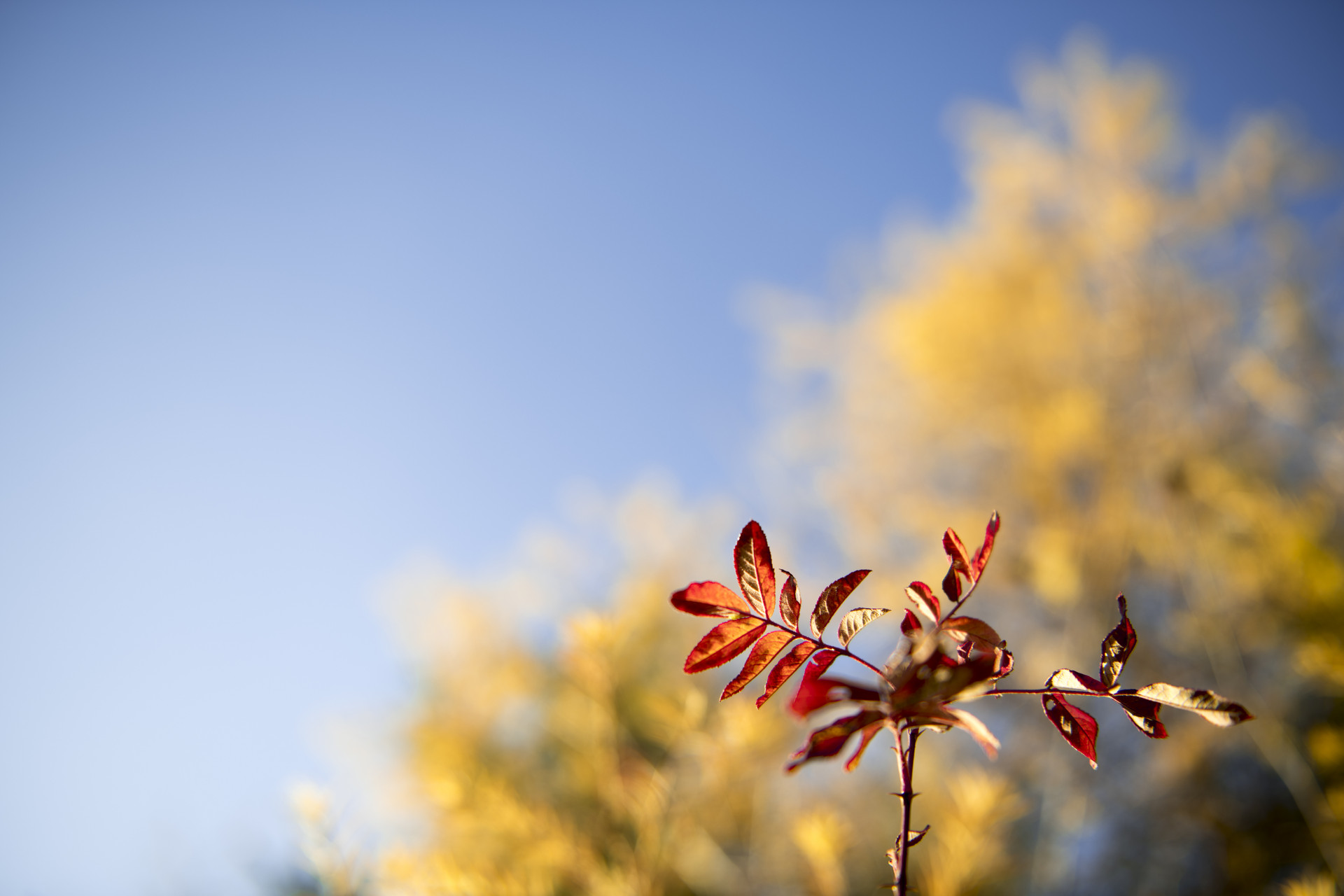 九首禅意诗让你内心安定舒适十足,静美诗全文