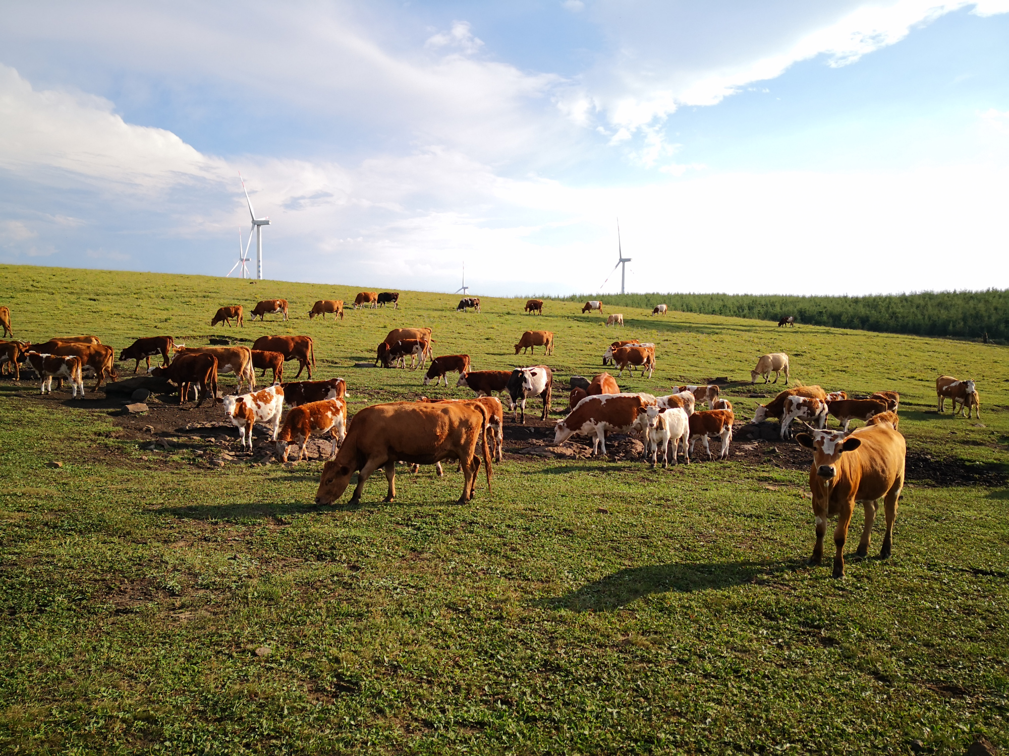 红松洼和乌兰布统哪个好,乌兰布统坝上草原旅游攻略