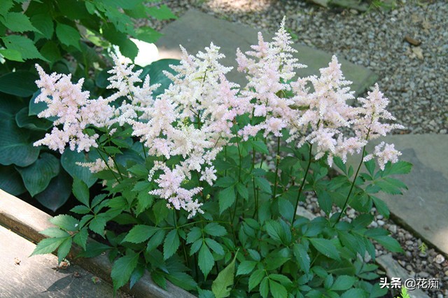 耐阴开花绿植地栽,喜阴好养活的颜色鲜艳的绿植