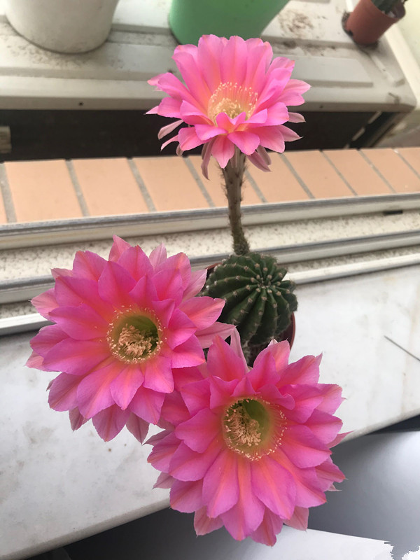 仙人球类的盆栽有哪些品种图片,最能开花仙人球盆栽