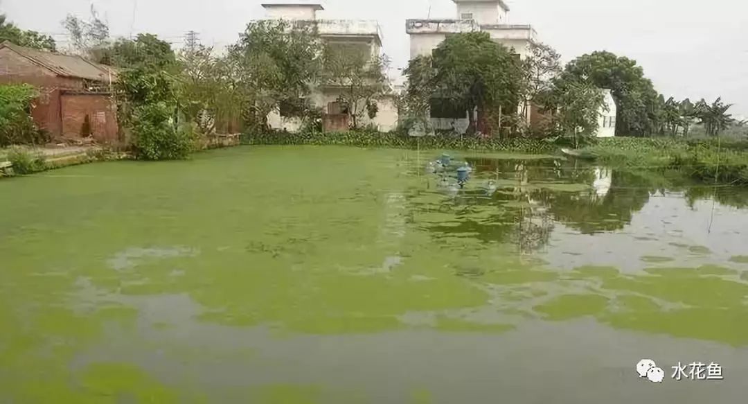 裸藻和裸甲藻是同一藻类吗,蓝藻与绿藻的相同点