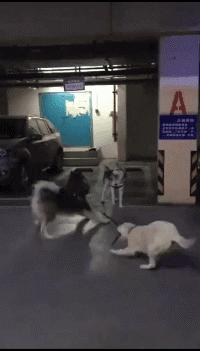 网上买的连衣裙到货了，店家连夜打电话跪求删除好评照片太尴尬了