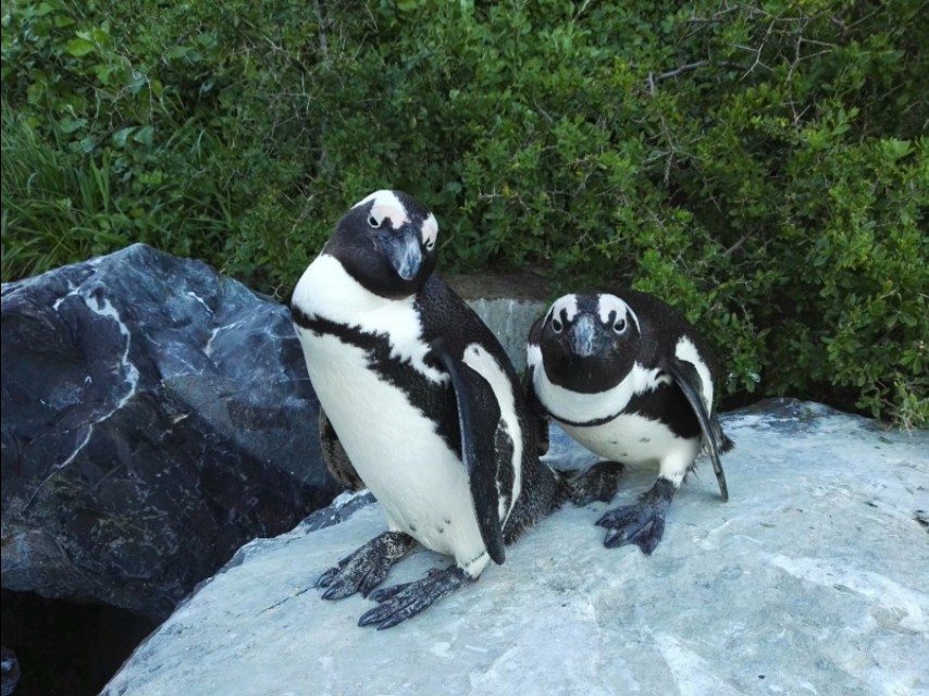南非开普敦山吃饭,开普敦桌山上帝遗落在人间的餐桌
