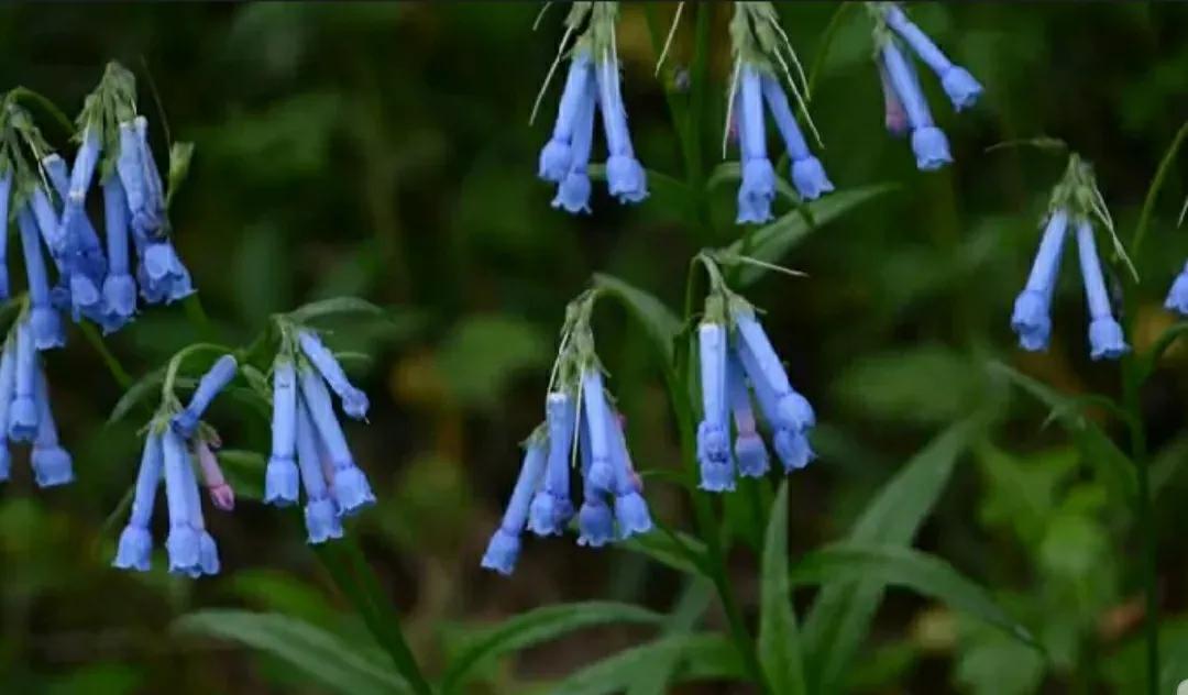 芳踪难觅濒危花!清新治愈篇:沙漠高原是吾家,豹子花的春天来了