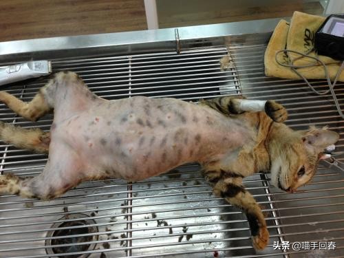 母猫难产应该怎么办,母猫难产有哪些原因