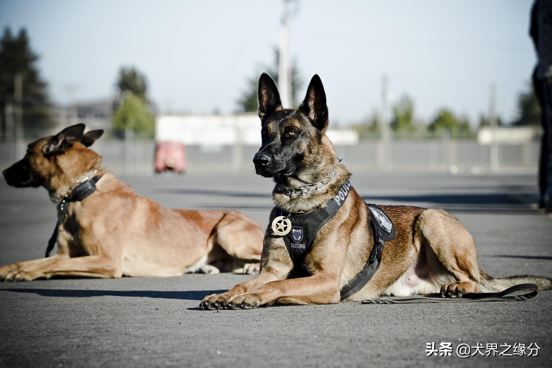 马犬做错了事怎么惩罚好,马犬会主动攻击主人吗