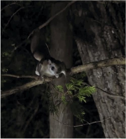 国学《山海经》北经——飞鼠