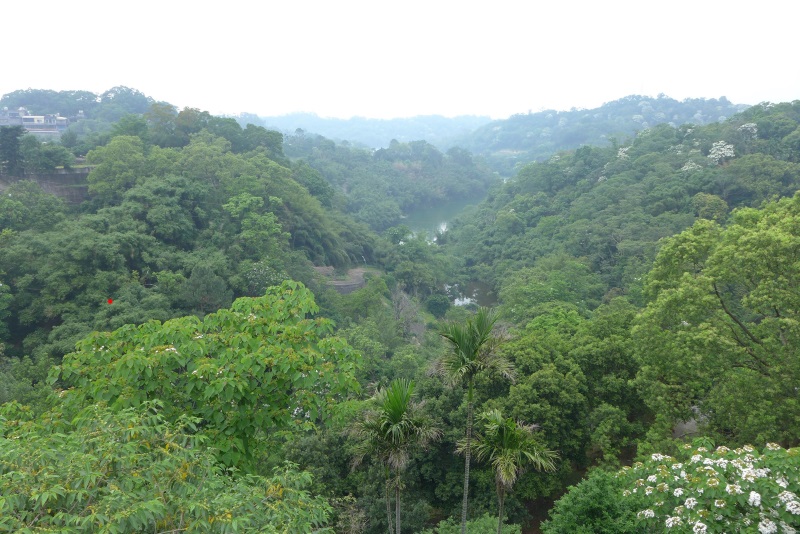 台湾客家桐•趣•游·桐花漫舞·体验客家风情