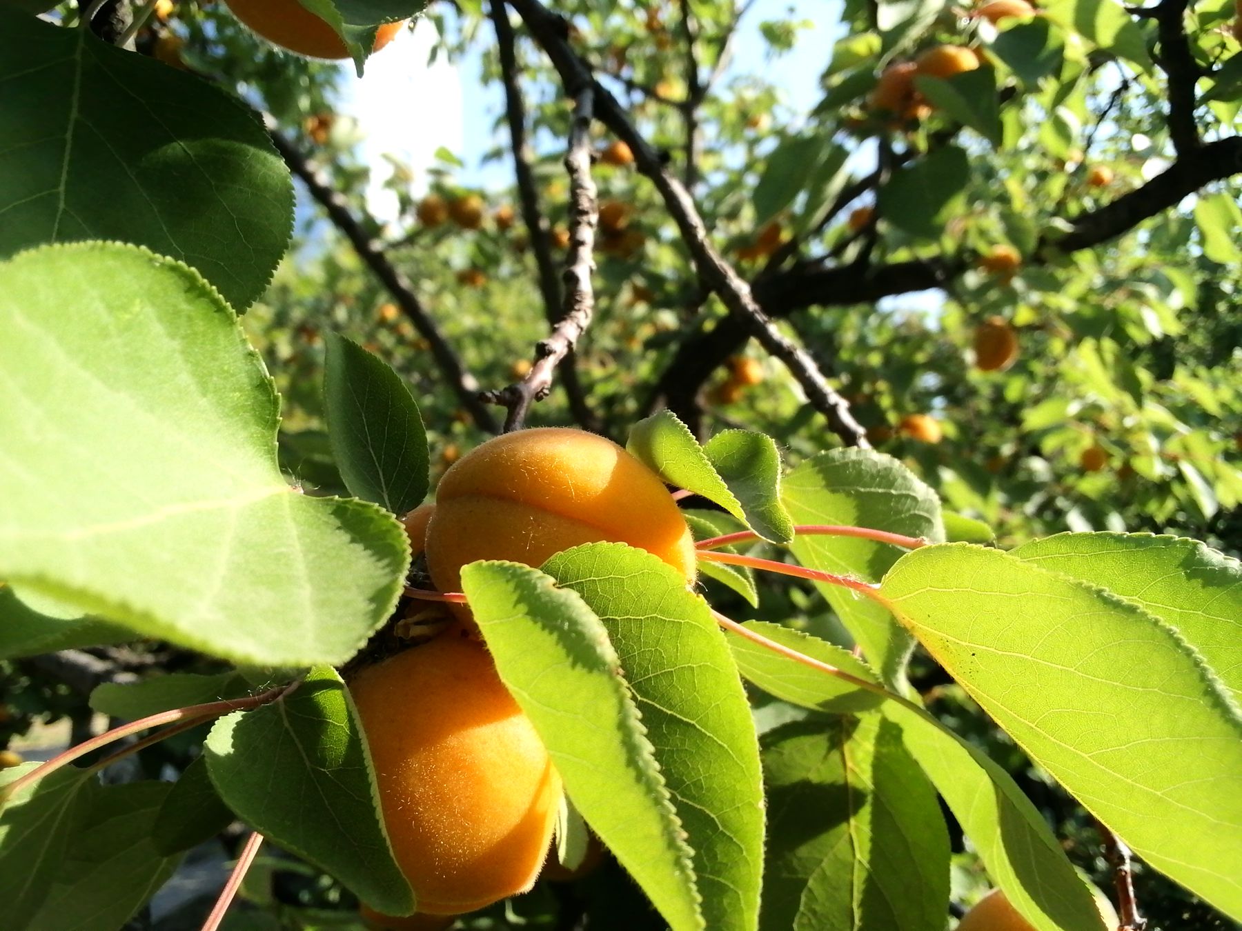 荣耀平板58.0寸,荣耀小平板58英寸评测