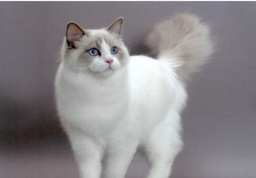 猫咪不能吃辣是对的吗,猫咪不能吃油炸食品吗