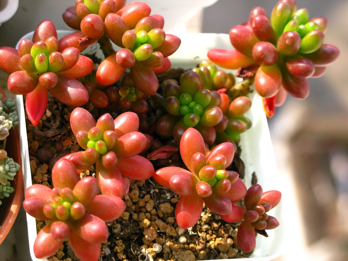 不会养多肉怎么办,不会养文竹掌握4个方法枝叶翠绿