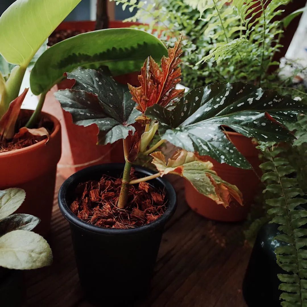 在闲鱼上碰到了前男友,闲鱼上如何找对象