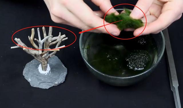 莫斯树到底好不好,莫斯树是什么