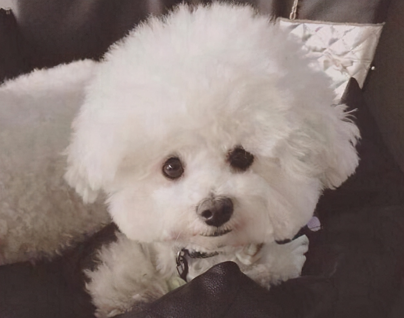 如何养好一只比熊狗狗视频,精品比熊怎么养活视频教程