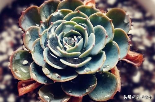 玉蝶花卉怎么养护,玉蝶锦多肉夏季养护