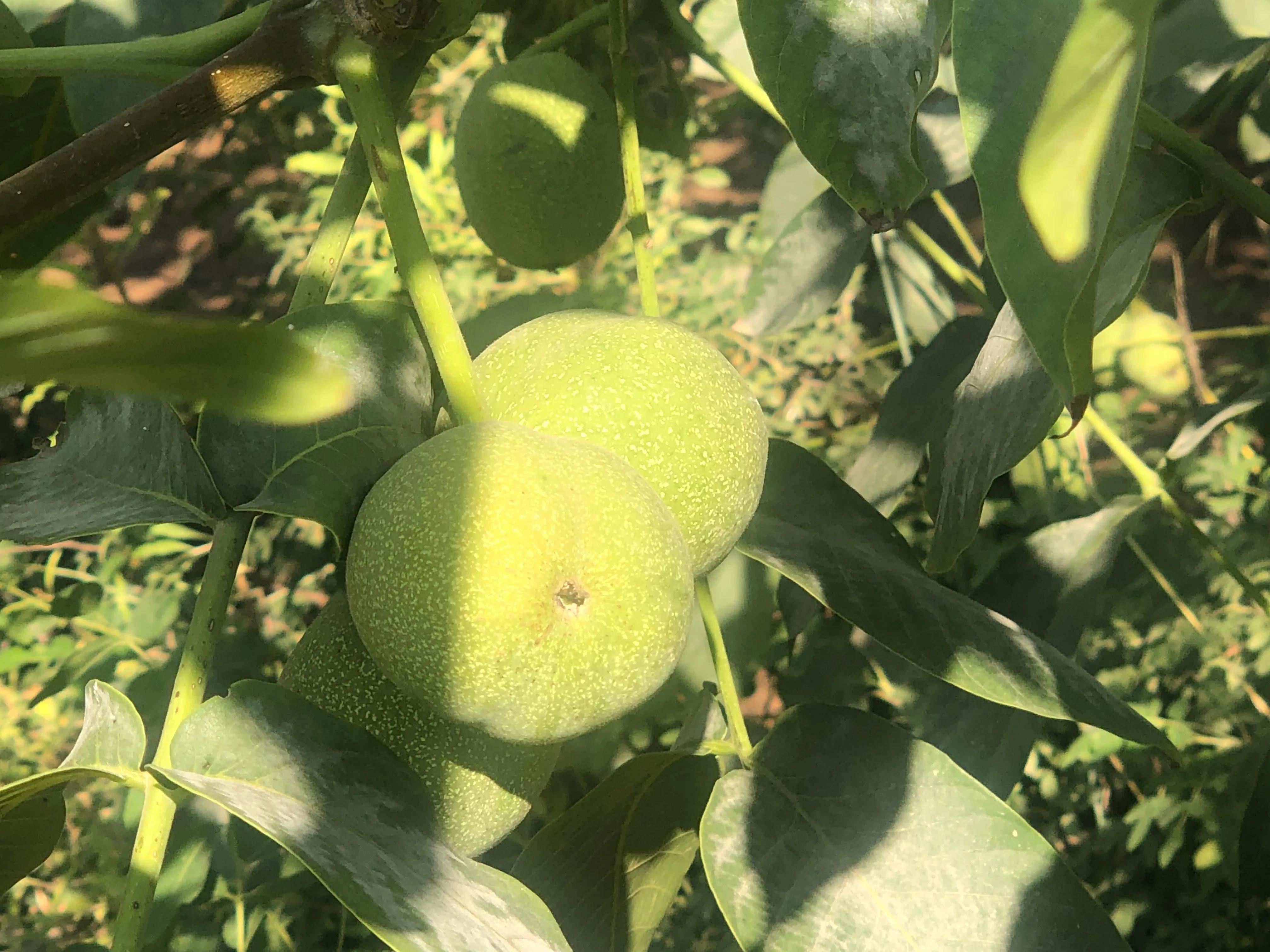 核桃树象征意义多子多福,核桃树红色代表什么