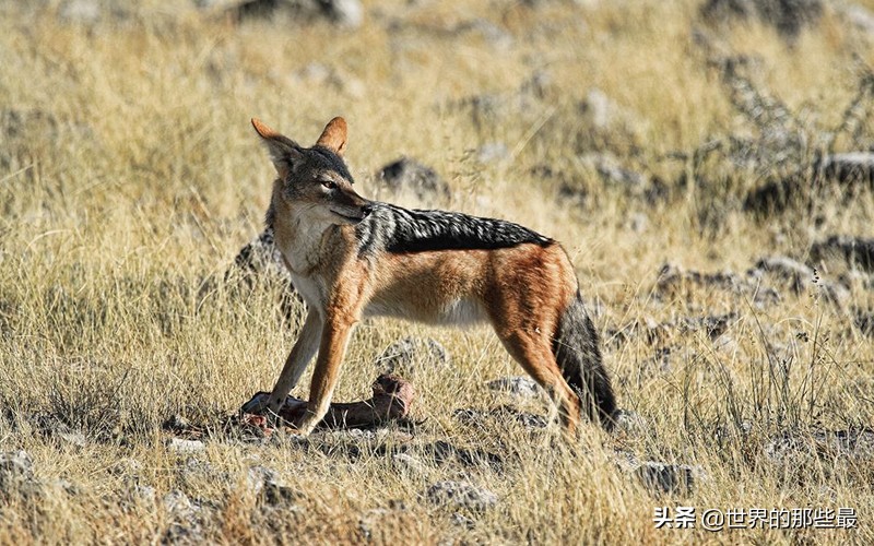非洲这种犬科动物，一生只娶一个老婆，日常就是跟秃鹫火拼