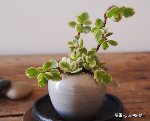 养好花六大关键十年养花经验总结,各种花卉养花技巧知识大全合集