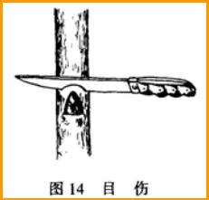 最全最完整的园林植物整形修剪技术规范(转自农林慧小妹,收藏)