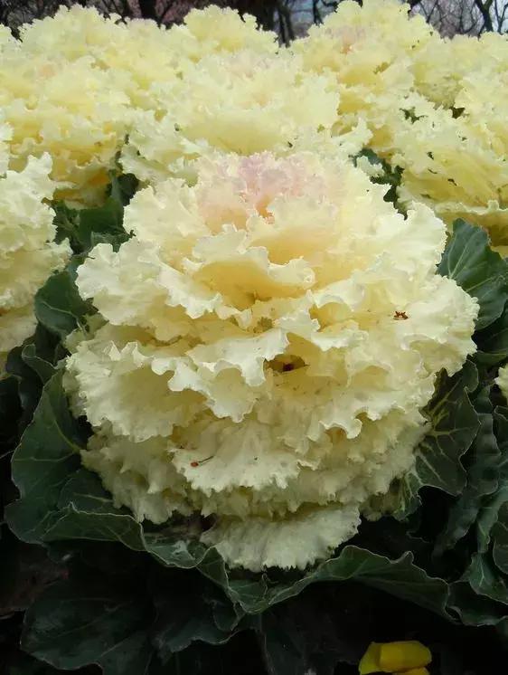 绿色像菜一样的花,像菜一样的花