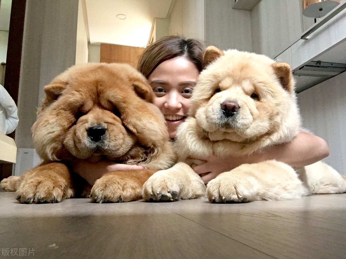 生活中松狮犬的养护须知是什么,松狮犬该怎么养这篇文章为你解读