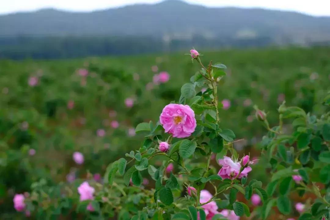 alinderose保加利亚玫瑰纯露,保湿祛皱淡斑抗老