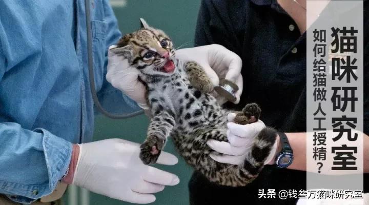 猫的人工授精V2.0|技术改进，增加实操反馈