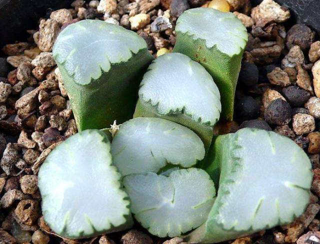 水晶的多肉植物有哪些品种,像水晶的多肉植物图片