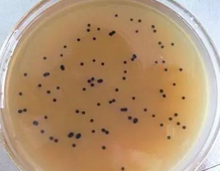 水产丁酸梭菌的正确用法,丁酸梭菌的用法用量