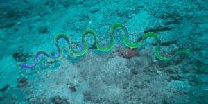 被误会了两千多年,蝌蚪是不是因为精子形态没有转变