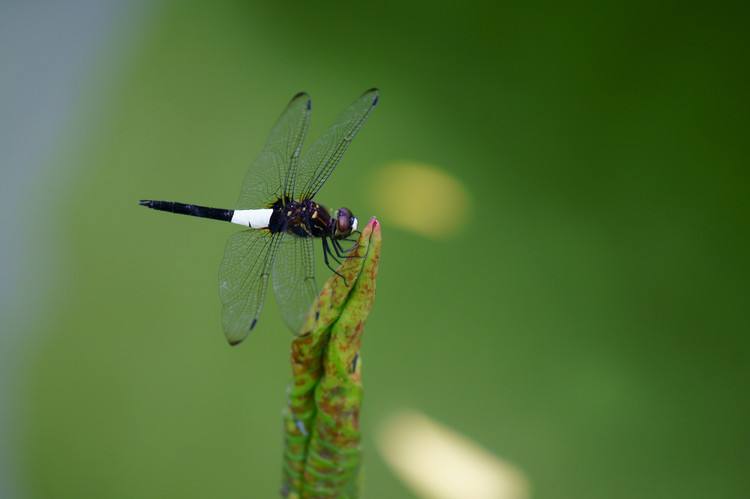 杨万里写荷花的诗小荷才露尖尖角,杨万里小荷才露尖尖角什么意思