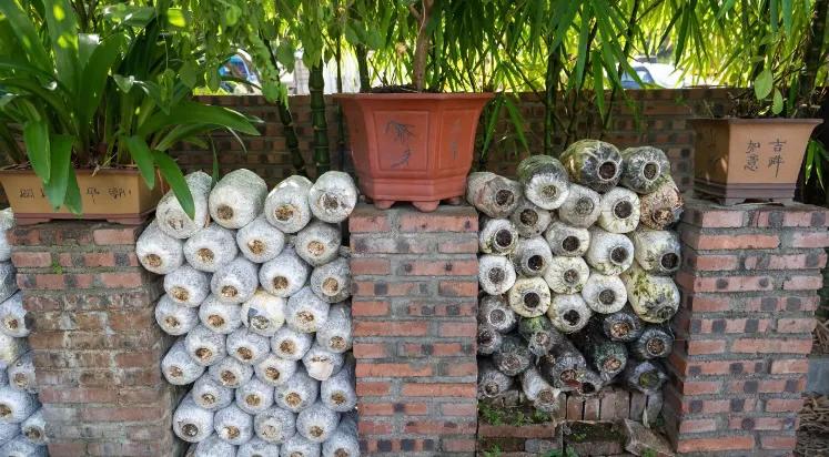 你知道韩国的国花：木槿花么？用来配鸡煲鲜美异常