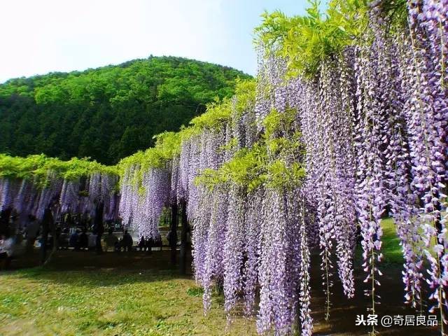 四季开花的庭院爬藤,庭院爬藤花期长哪种最好