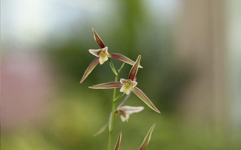 寒兰不长是怎么回事,寒兰为什么不耐寒
