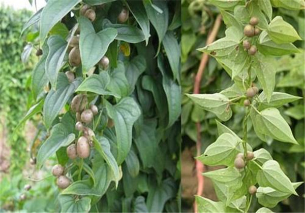 山东寿光山药高产栽培技术,怎样用麻山药豆栽培山药