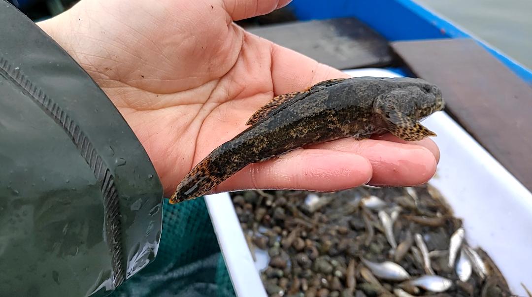 马头鱼如何辨别新鲜,马头鱼一年四季都有吗