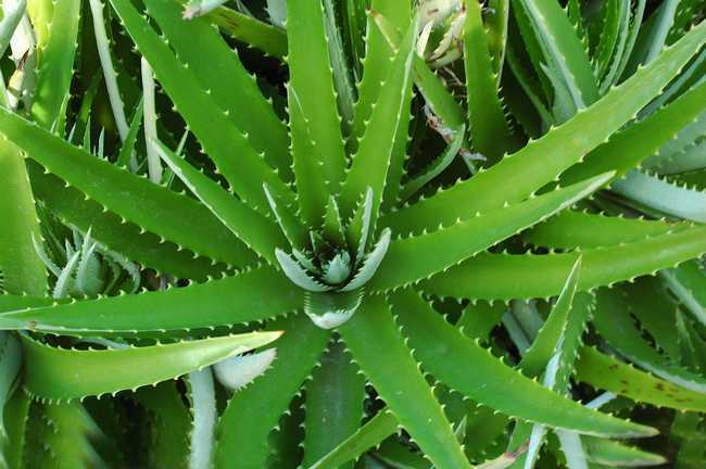 卧室养芦荟好处和坏处,养芦荟怎么保湿好用呢