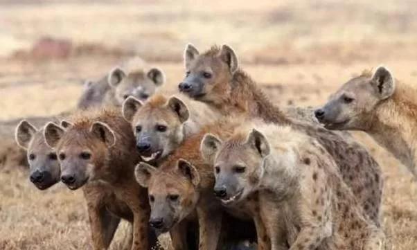 群体平头哥大战鬣狗,斑鬣狗大战平头哥